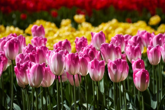 Blühendes Tulpenblumenbeet im Keukenhof-Blumengarten, Niederlande