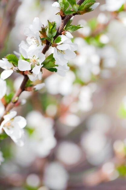 Blüht eine Frühlingskirsche