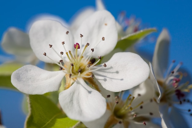 Blüht eine Frühlingskirsche