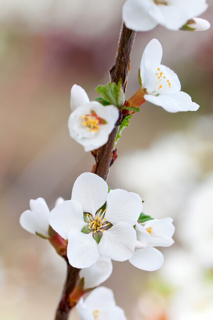 Blüht eine frühlingskirsche