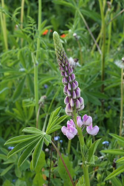 Blüht Grasbäume im Garten eines verlassenen Frühlingssommers