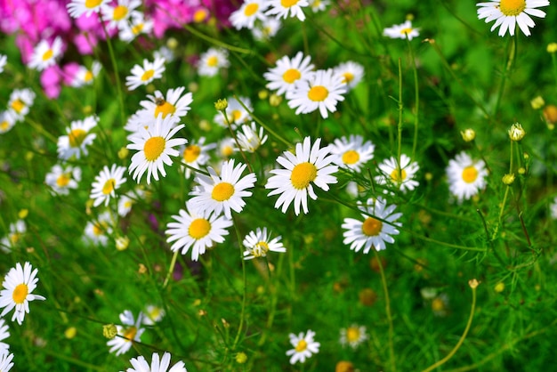 Blüht heilendes weißes Gänseblümchen auf einem Hintergrund von Phlox im Garten auf den Blumenbeeten