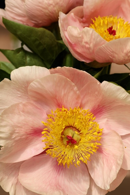 Foto blüht hintergrund von blühenden knospen von rosa tulpen