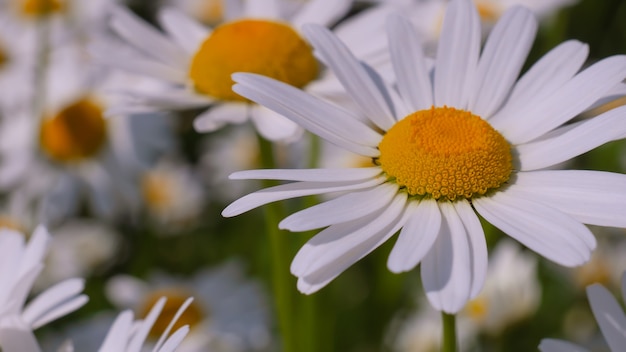 Blühte Kamillenblüten auf einem Feld