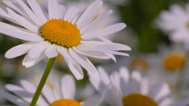 Blühte Kamillenblüten auf einem Feld