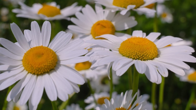 Blühte Kamillenblüten auf einem Feld