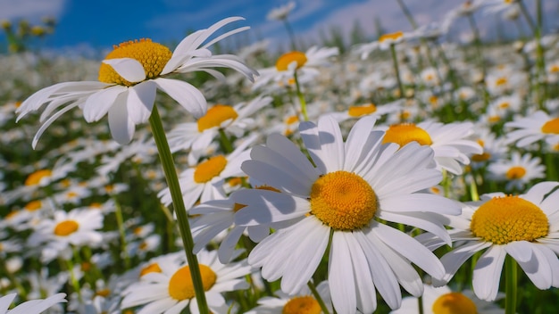 Blühte Kamillenblüten auf einem Feld