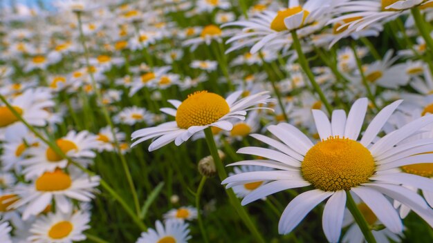 Blühte Kamillenblüten auf einem Feld