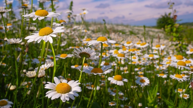 Blühte Kamillenblüten auf einem Feld