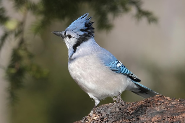 Foto bluejay sitzt auf dem boden