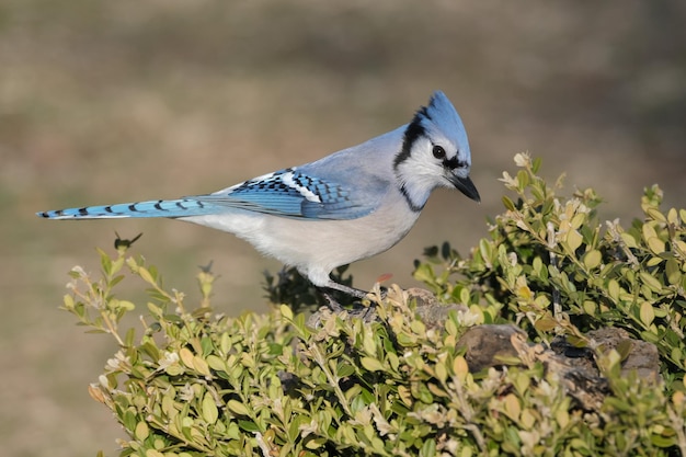 Foto bluejay sitzt auf dem boden