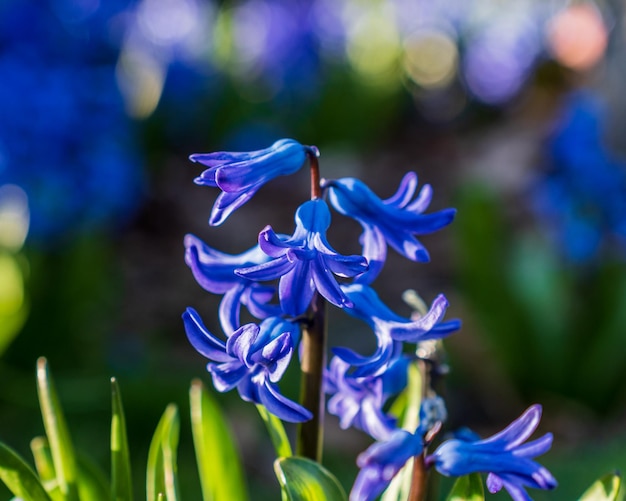 Bluepurple hyacinthus flores natureza fundo tempo de primavera no parque