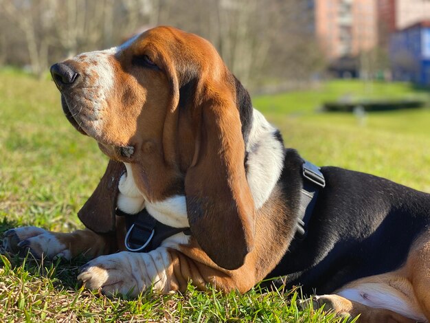 Foto blues im park