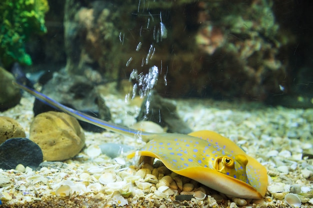 Bluespotted Stingray (Bluespotted Ribbontail Ray, Blauer Punkt-Stingray)