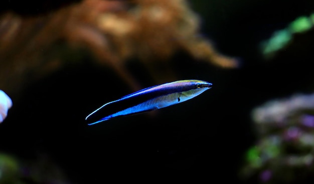 Bluestreak Putzerfisch - Labroides dimidiatus