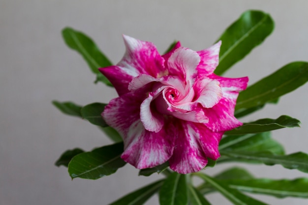 Blüte Adenium obesum blüht.