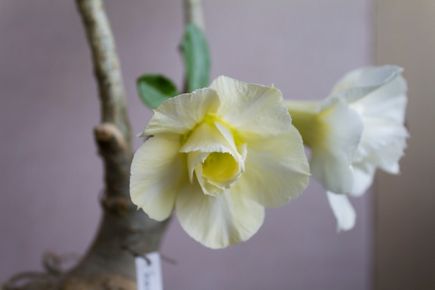 Blüte Adenium obesum blüht.