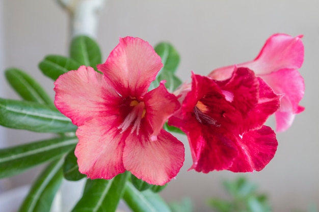 Blüte Adenium obesum blüht.