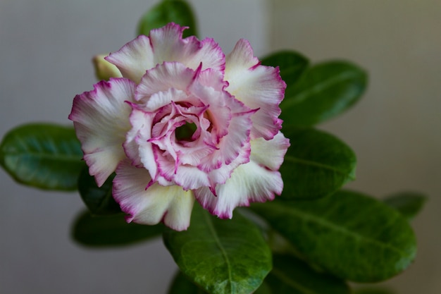 Blüte Adenium obesum blüht.