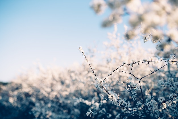 Blüte baum frühlingsblumen