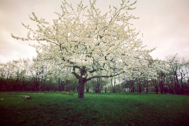 Blüte Baum