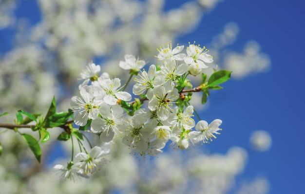 Blüte Blüte Frühling Apfelbaum Blumen Frühling Natur