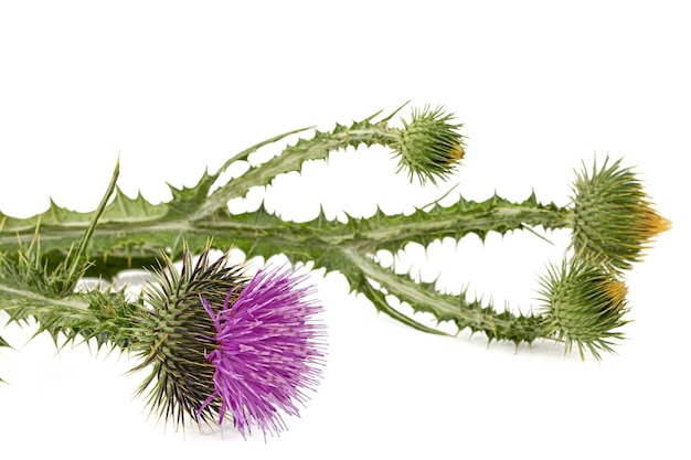 Blüte der Distel lat Carduus isoliert auf weißem Hintergrund