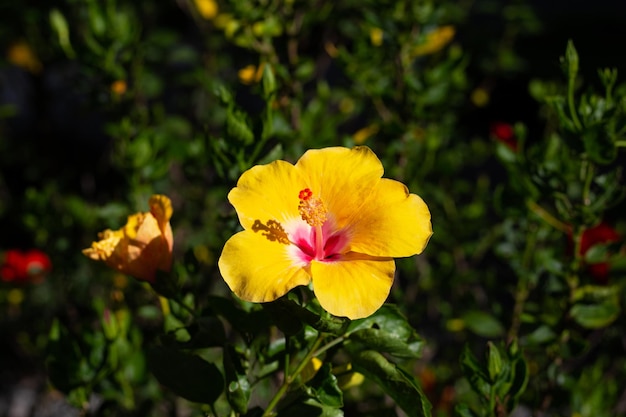 Blüte der gelben Hibiskusblüte am Baum