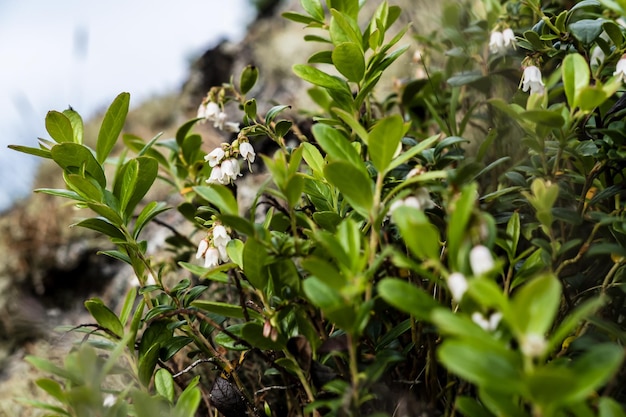 Blüte der Heidelbeere Vaccinium myrtillus auf einem Hügel