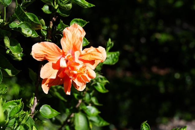 Blüte der Hibiskusblüte am Baum