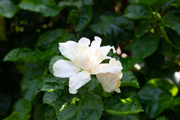 Blüte der Hibiskusblüte am Baum