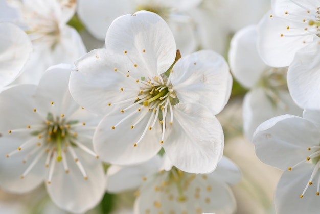 Blüte der Kirschblüten im Frühling natürlichen saisonalen floralen Hintergrund Makro-Bild