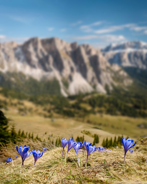 Blüte der Krokusse im Frühjahr in den Alpenbergen