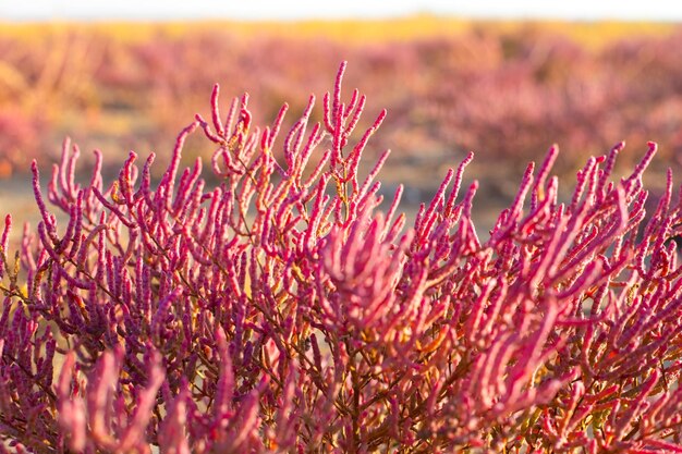 Foto blüte der küstenpflanze salicornia prostrata rote fleischige stängel von saltwort an einem herbsttag