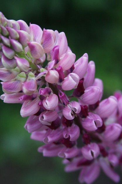 Blüte der Lupine