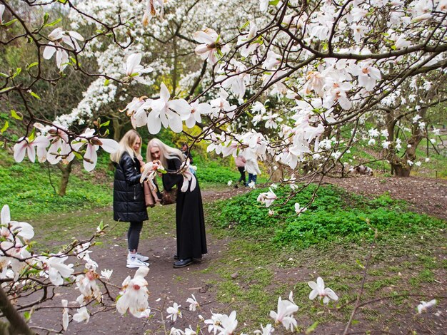 Blüte der Magnolie