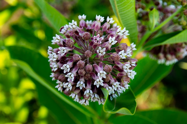 Foto blüte der pflanze asclepias syriaca aus der familie der apocynaceae