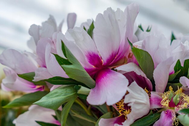 Foto blüte der pioene