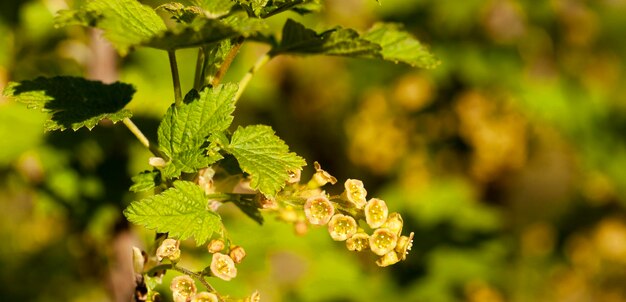 Blüte der schwarzen Johannisbeere