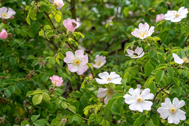 Blüte der Wildrose Rosa canina (Hundsrose)