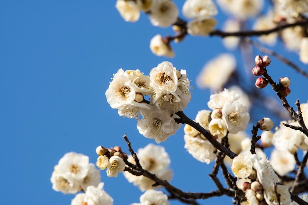 Blüte des Aprikosenbaums im Frühling mit schönen BlumenNatürlicher saisonaler Hintergrund