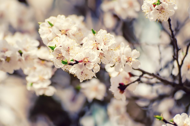 Blüte des Aprikosenbaums im Frühling mit weißen, schönen Blumen Makrobild mit Kopierbereich Natürlicher saisonaler Hintergrund