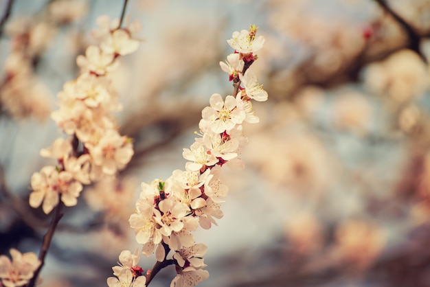 Blüte des Aprikosenbaums im Frühling mit weißen, schönen Blumen Makrobild mit Kopierbereich Natürlicher saisonaler Hintergrund