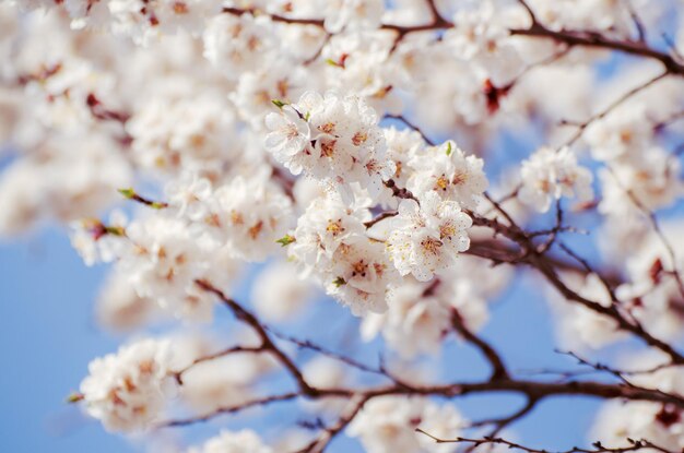 Blüte des Aprikosenbaums im Frühling mit weißen, schönen Blumen Makrobild mit Kopierbereich Natürlicher saisonaler Hintergrund