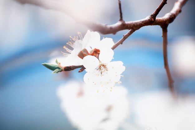 Blüte des Aprikosenbaums im Frühling mit weißen, schönen Blumen Makrobild mit Kopierbereich Natürlicher saisonaler Hintergrund