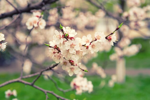 Blüte des Aprikosenbaums im Frühling mit weißen, schönen Blumen Makrobild mit Kopierbereich Natürlicher saisonaler Hintergrund