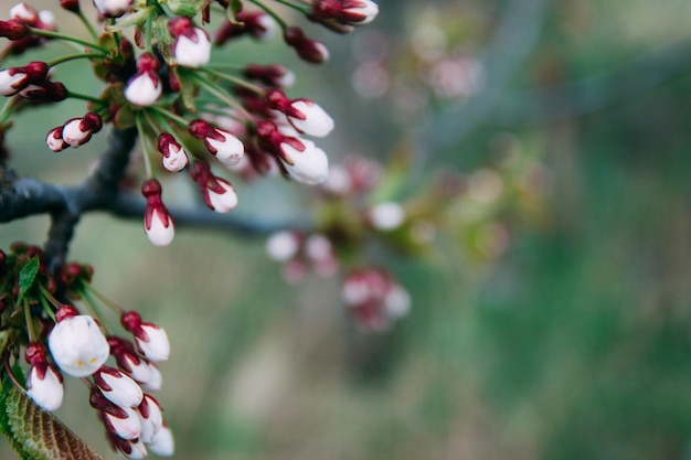 Blüte des Frühlings-Sakura-Kirschbaums