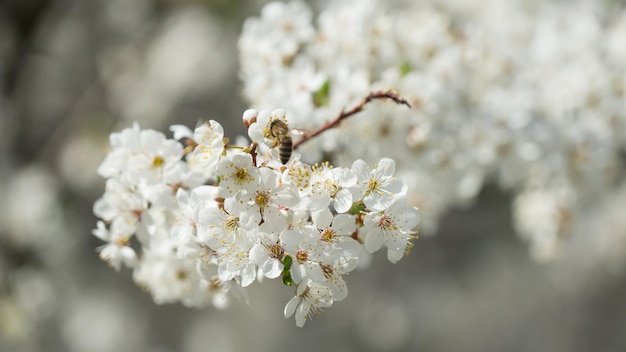 Blüte des Kirschbaums im Frühjahr. Biene fliegt. Sotschi, Russland.