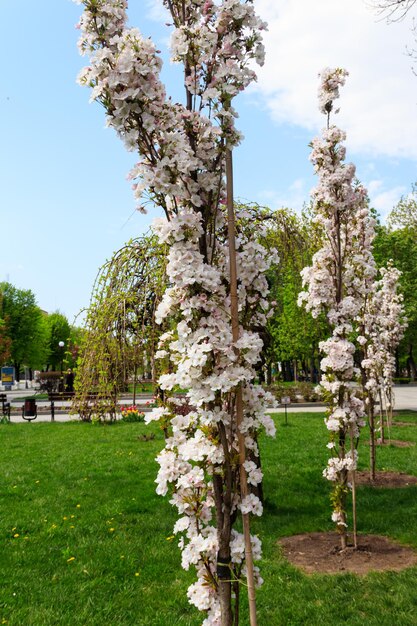 Blüte des Kirschbaums im Frühling