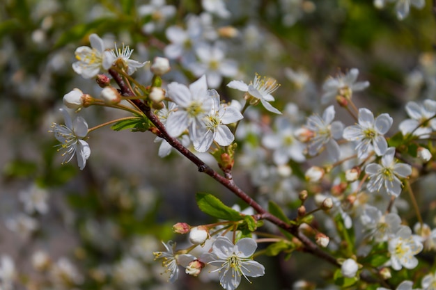 Blüte des Kirschbaums.